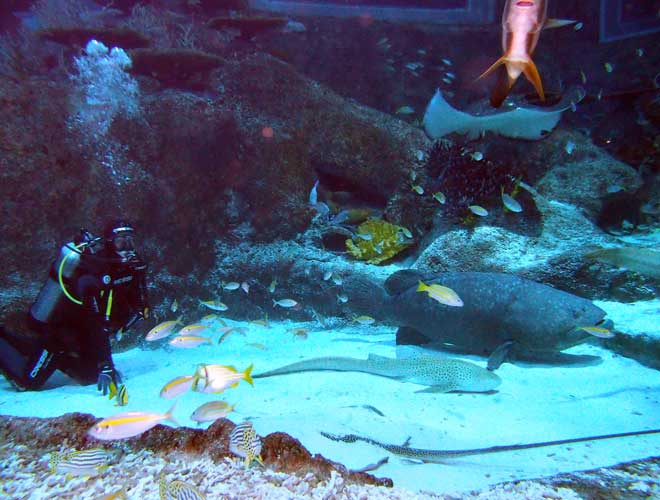 Ultimate Marine Encounter