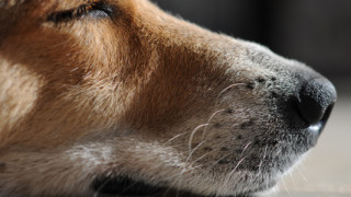 Dog-asleep