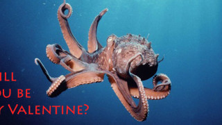 The Octo-cupid
