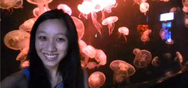 SEA Aquarium sea jelly