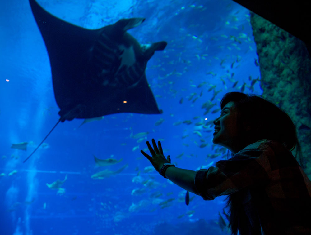 S.E.A. Aquarium majestic manta ray