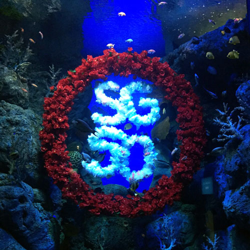 seaa-sg50-flower