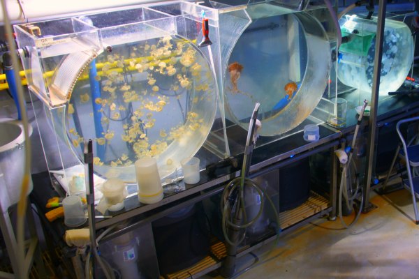 S.E.A. Aquarium back of house